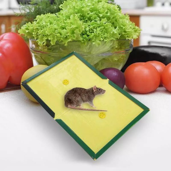 Mouse And Rat Glue Board (book Type)